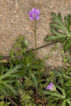 Longstalk cranesbill